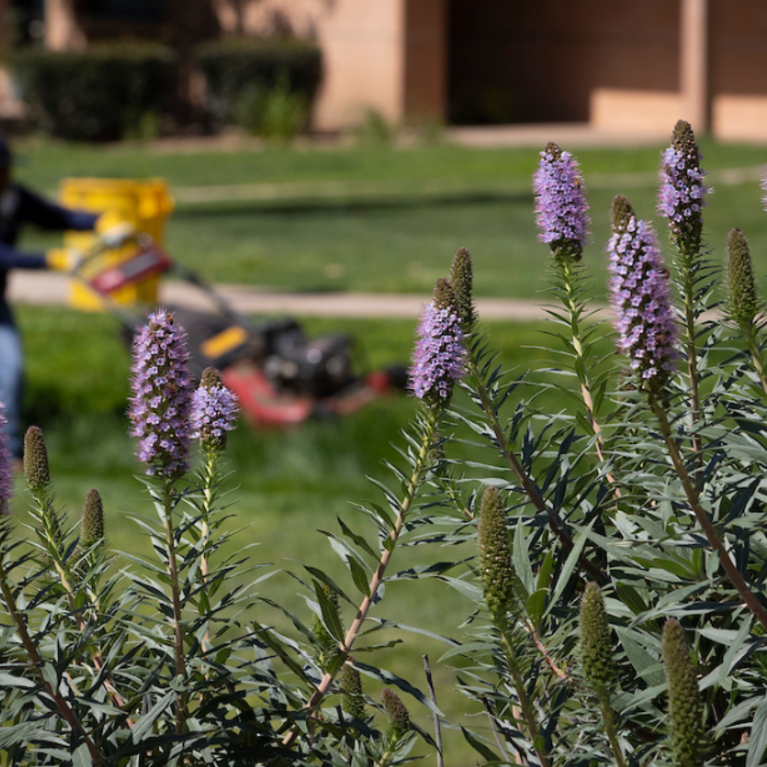 Facilities Services workers maintain the landscaping at Pentland Hills at UC Riverside on April 1, 2020. (UCR/Stan Lim)