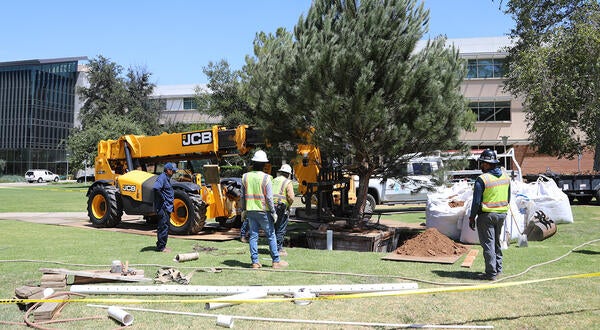 Tree being planted in a grassy area