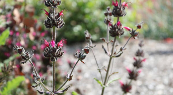 Small delicate pink desert flowers