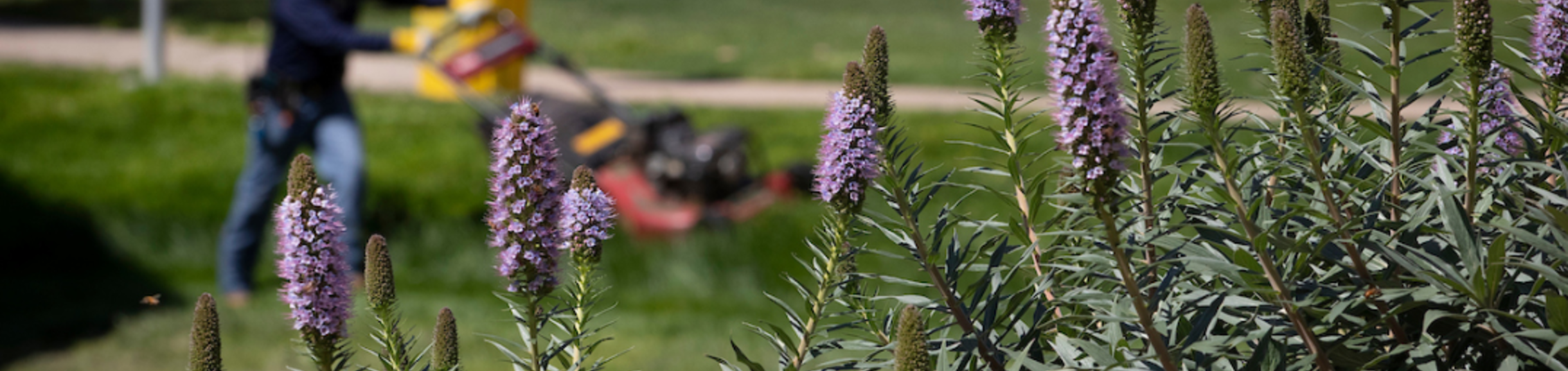 Facilities Services workers maintain the landscaping at Pentland Hills at UC Riverside on April 1, 2020. (UCR/Stan Lim)