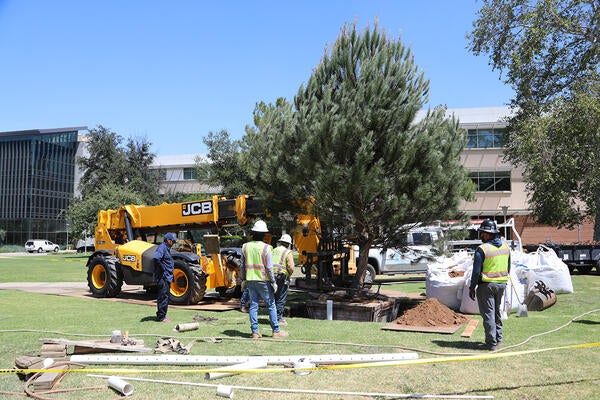 Tree being planted in a grassy area