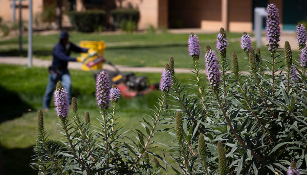 Facilities Services workers maintain the landscaping at Pentland Hills at UC Riverside on April 1, 2020. (UCR/Stan Lim)