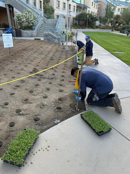 People planting sod