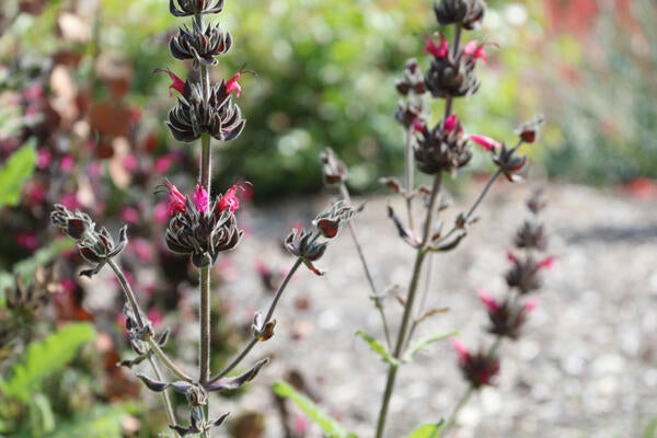Small delicate pink desert flowers