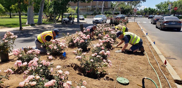 Landscapers in garden planting light pink roses