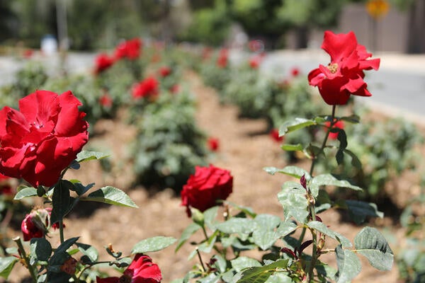 Close up of red roses