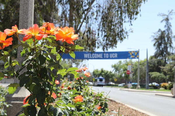 Orange roses in front of Welcome to UCR banner