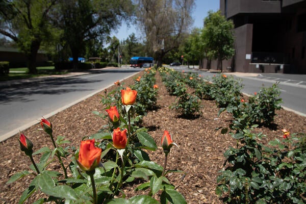 Orange roses planted in front of Arts Building