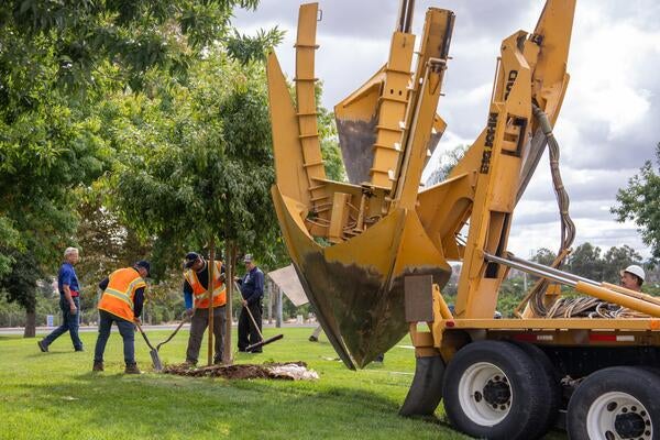 Two landscapers plant a tree next to equipment