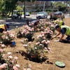 Landscapers in garden planting light pink roses